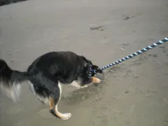 Milo loved digging in the sand