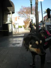 Milo at work