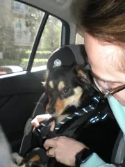 Strapping in the baby
