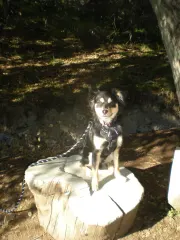 Milo