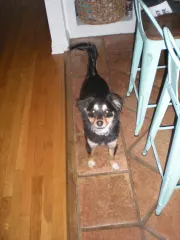 Milo after he met The Kitties