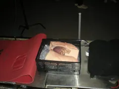 My organs :/