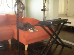 Milo on keys