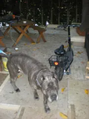 Romeo dwarfs my scooter