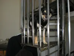 Milo on the staircase