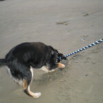 Milo loved digging in the sand
