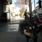 Milo outside Pappalecco