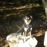 Milo on Griffith Park Mountain