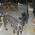 Romeo dwarfs my scooter