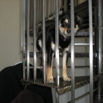 Milo on the staircase